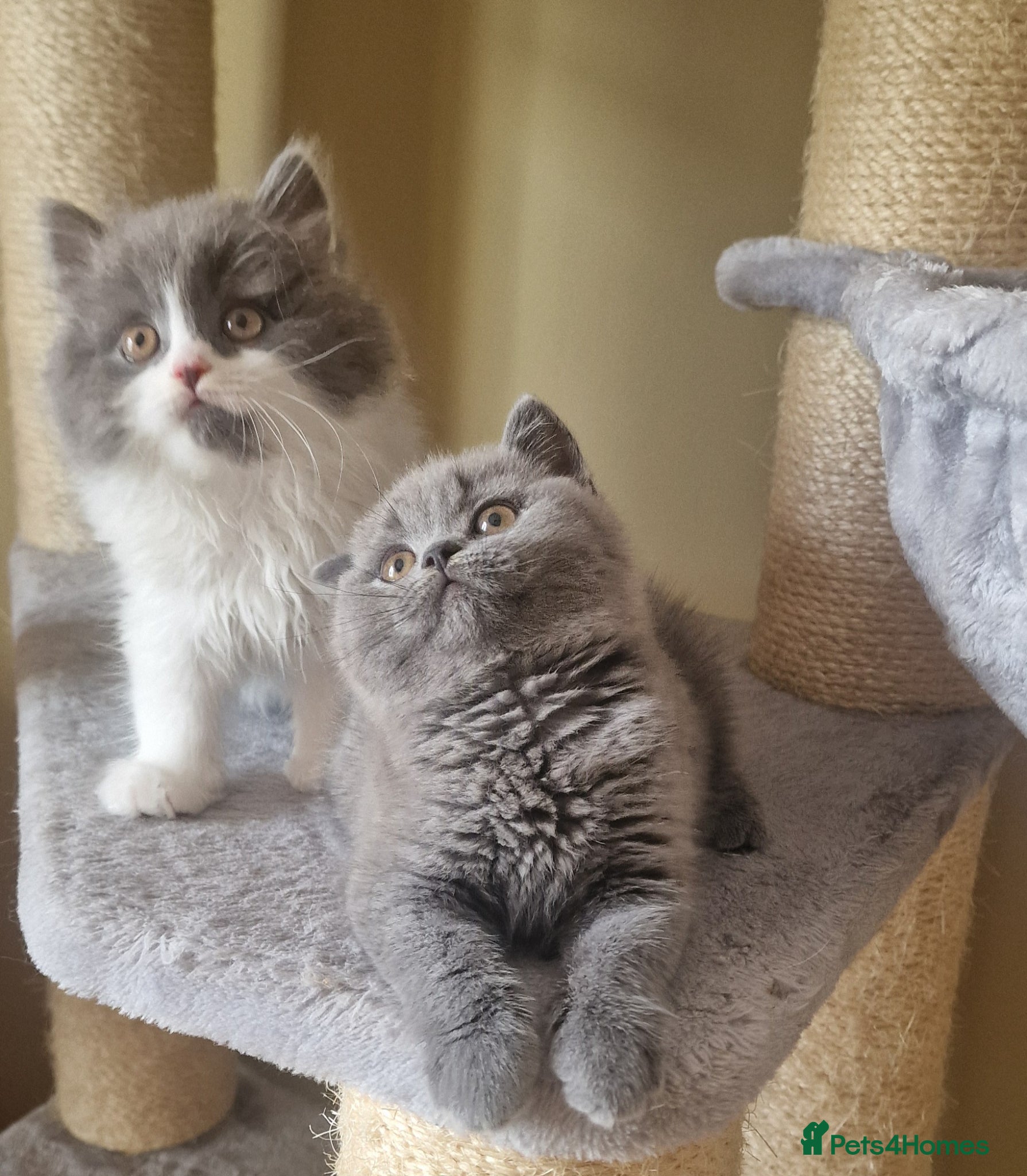 British Shorthair cats Tica reg British SH Boy Champion lines - Advert 2