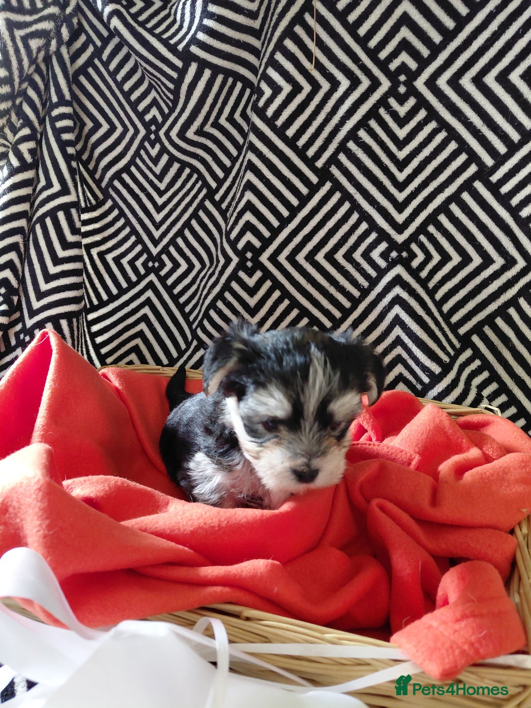 Morkie dogs for sale: Stunning F1 Morkie Puppies - Image 27