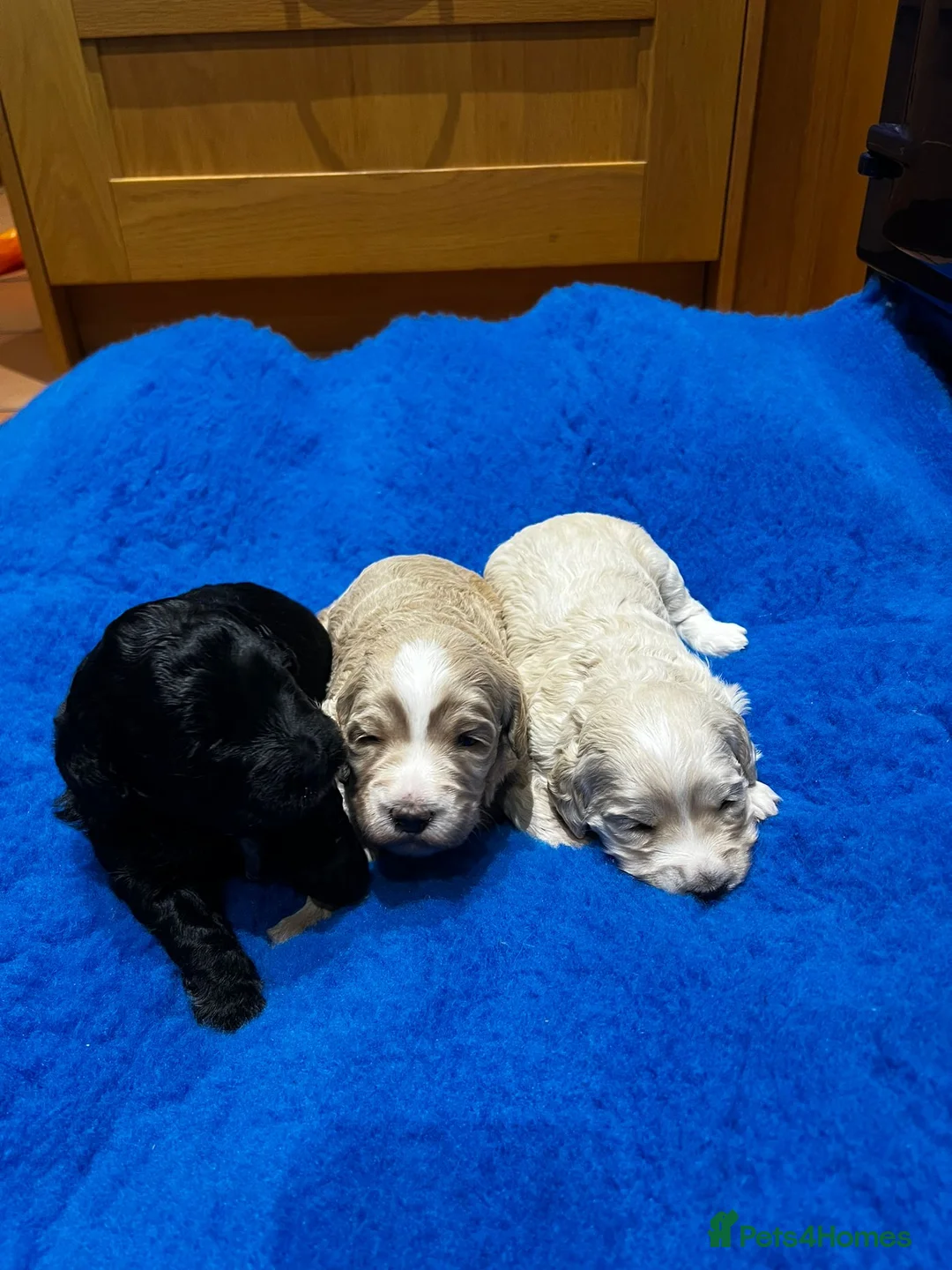 Mixed Breed dogs for sale: Miniature Multi-Gen Australian Labradoodle Puppies in South Molton - Advert 10