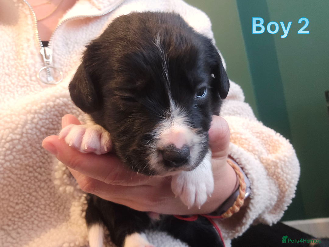 Sprollie dogs for sale: Sprollie Puppies - Image 8