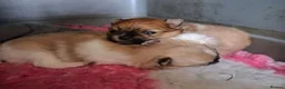 Pomeranian dogs for sale: Male pomeranian puppy in Grimsby - Advert 6