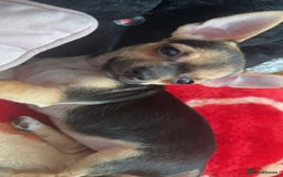 Chihuahua dogs for stud: Proven mini chihuahua stud - Image 2