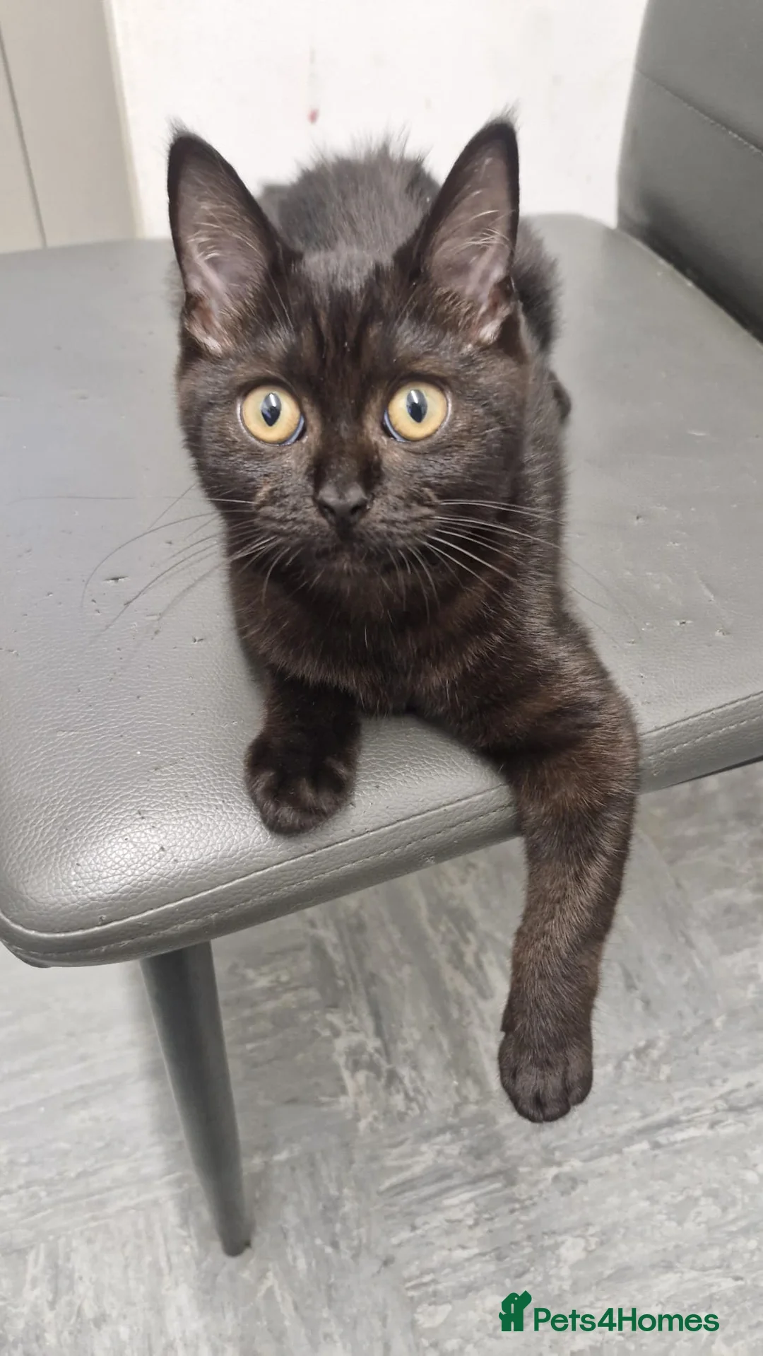 British Shorthair cats for sale: Kimi - British Shorthair - Advert 3