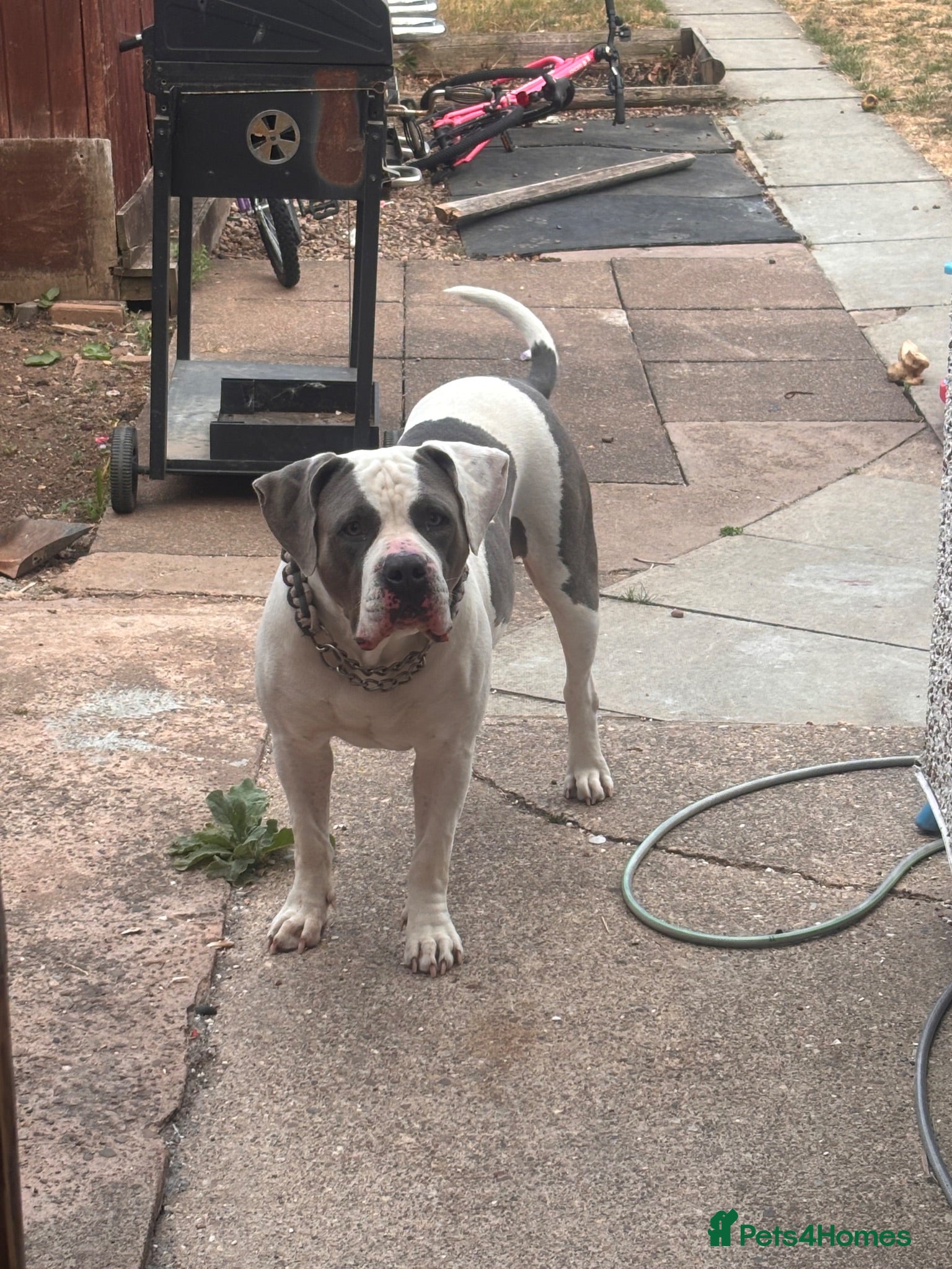 American Bulldog dogs American bulldog  - Advert 12