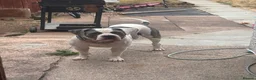 American Bulldog dogs for sale: American bulldog  - Advert 1