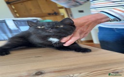 Mixed Breed cats for sale: 3 British short hair cross - Image 5