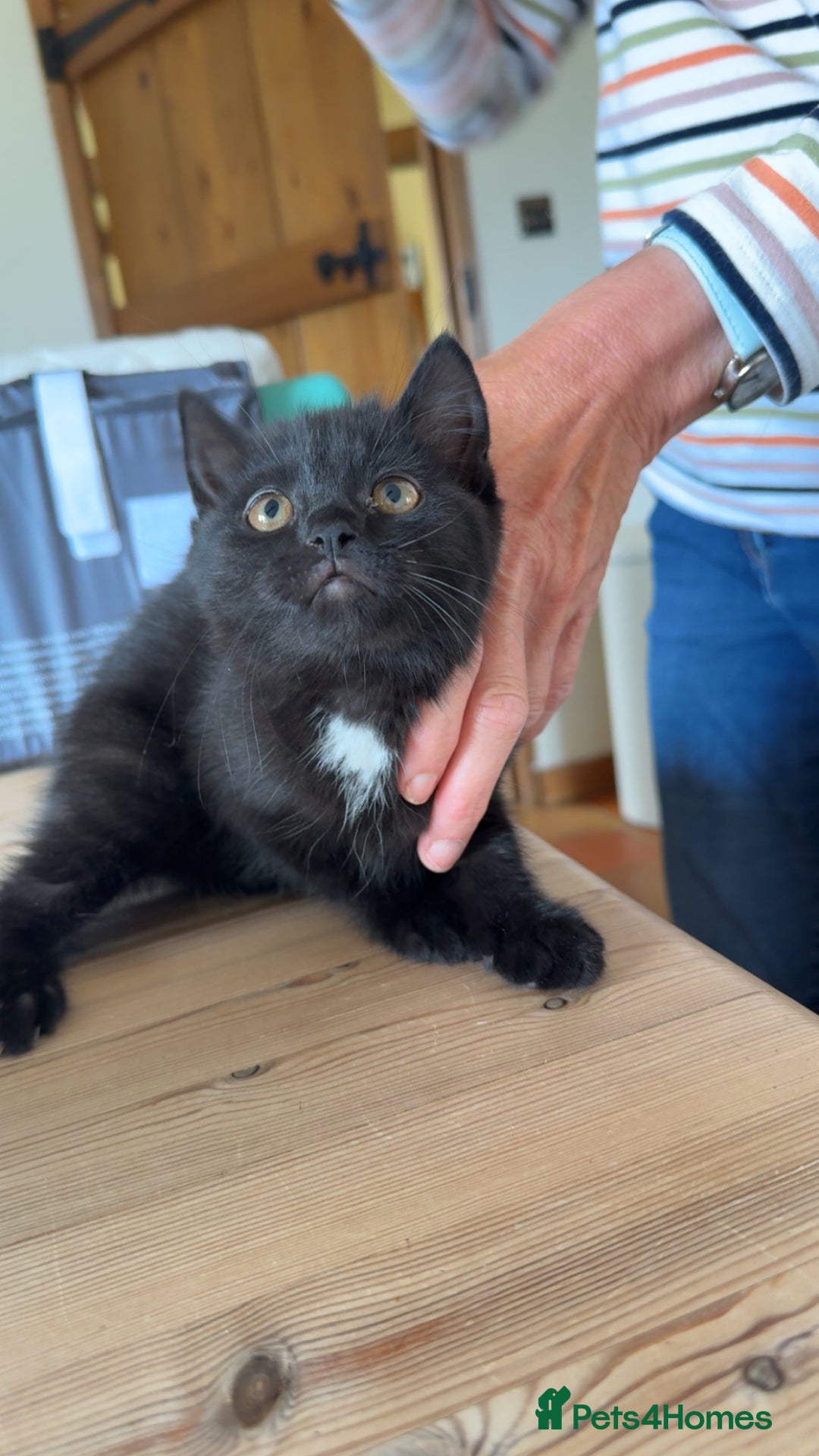 Mixed Breed cats for sale: 3 British short hair cross - Image 5