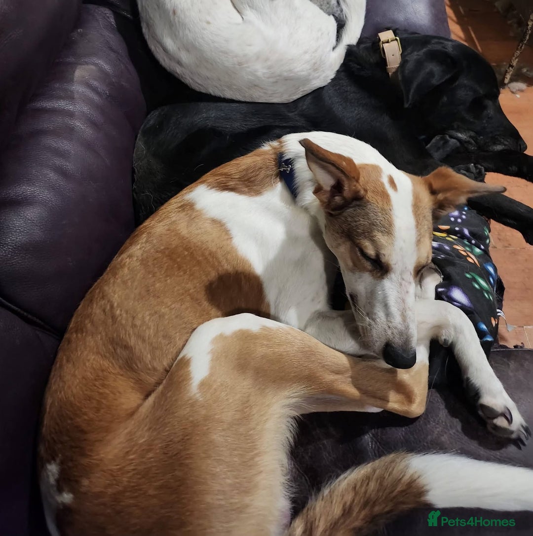 Mixed Breed dogs for adoption: Blue and Skye - Advert 3