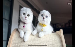 Scottish Fold cats for sale: Beautiful TICA Registered Scottish Girl Kittens - Image 8
