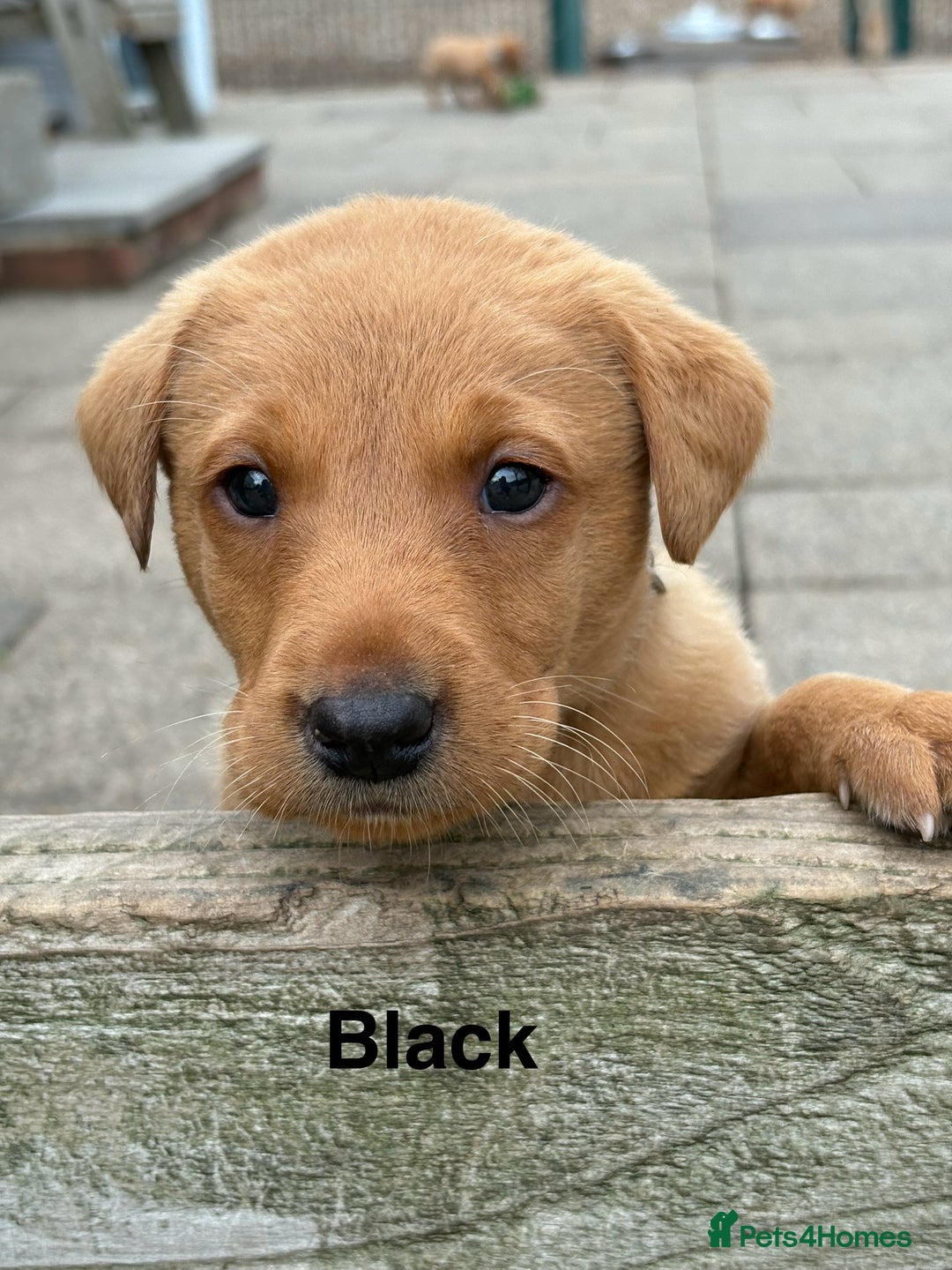 Labrador Retriever dogs for sale: Beautiful KC Fox Red Labs 0/0 hip/elbow mum & dad - Image 4