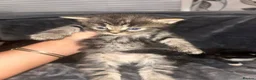 Mixed Breed cats for sale: Baby kittens  in Peterborough - Advert 8