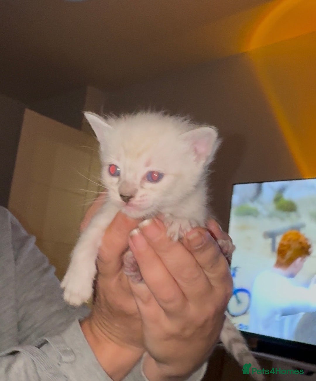 Mixed Breed cats for sale: Kittens - Advert 6