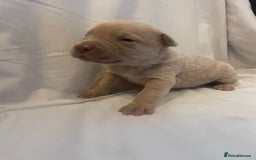 Mixed Breed dogs for sale: Cane Corso X mastiff - Image 14