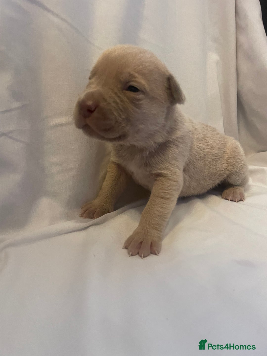 Mixed Breed dogs for sale: Cane Corso X mastiff - Image 14