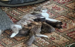 Mixed Breed cats for sale: Kittens male and female  - Image 1