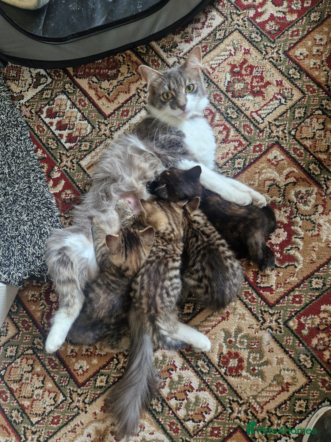 Mixed Breed cats for sale: Kittens male and female  - Image 1
