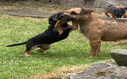 Border Terrier dogs for sale: Champion Bred, For health and temperament  - Image 9