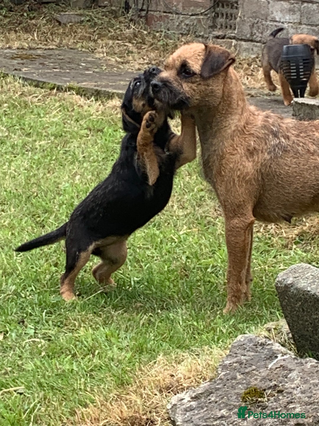 Border Terrier dogs for sale: Champion Bred, For health and temperament  - Image 9