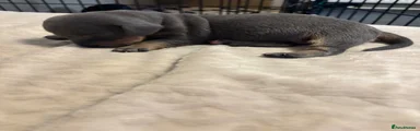 Dachshund 3