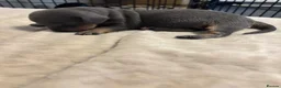 Dachshund dogs for sale: Beautiful mixed litter dachshund puppies in Pontefract - Advert 6