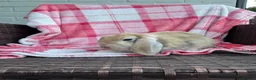 Mini Lop rabbits for sale: Mini-Lop 10 week old baby rabbits in Braintree - Advert 6