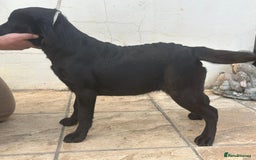 Labrador Retriever dogs for sale: KC Reg Black Labrador Bitch - Image 3