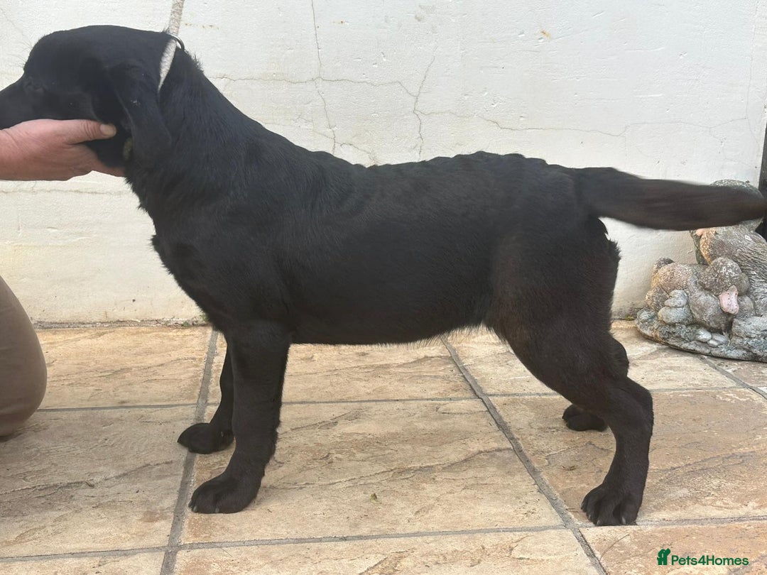 Labrador Retriever dogs for sale: KC Reg Black Labrador Bitch - Image 3