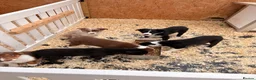 Border Collie dogs for sale: Stubleywood Border Collies - Advert 7
