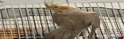 Parakeets birds for sale: African grey  - Advert 9