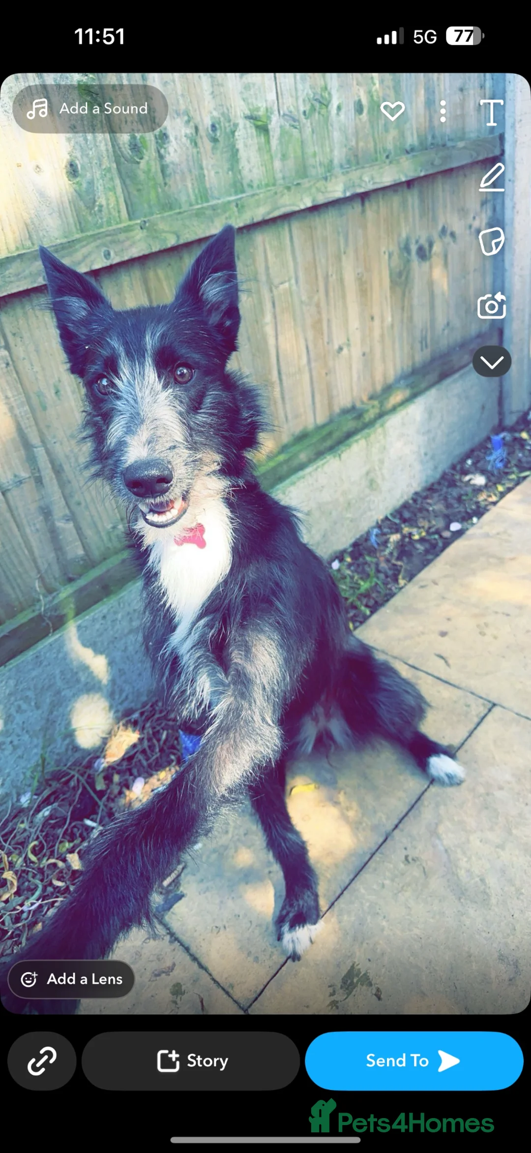 Mixed Breed dogs for sale: 75% Lurcher x 25% Cane Corso - Advert 1