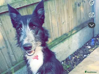 Mixed Breed dogs 75% Lurcher x 25% Cane Corso - Advert 6