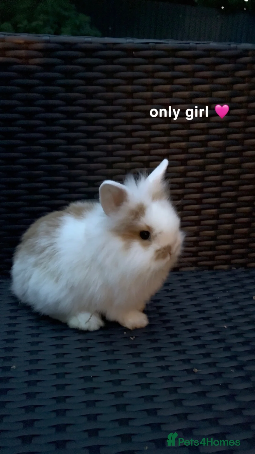 Mini Lion Lop rabbits for sale: 3 mini lop 2 boys 1 girl in Bristol - Advert 2