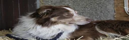 Border Collie dogs for sale: Male Border Collie  - Advert 2