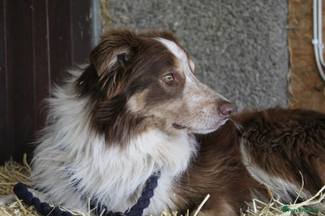 Border Collie dogs for sale: Male Border Collie  - Advert 2