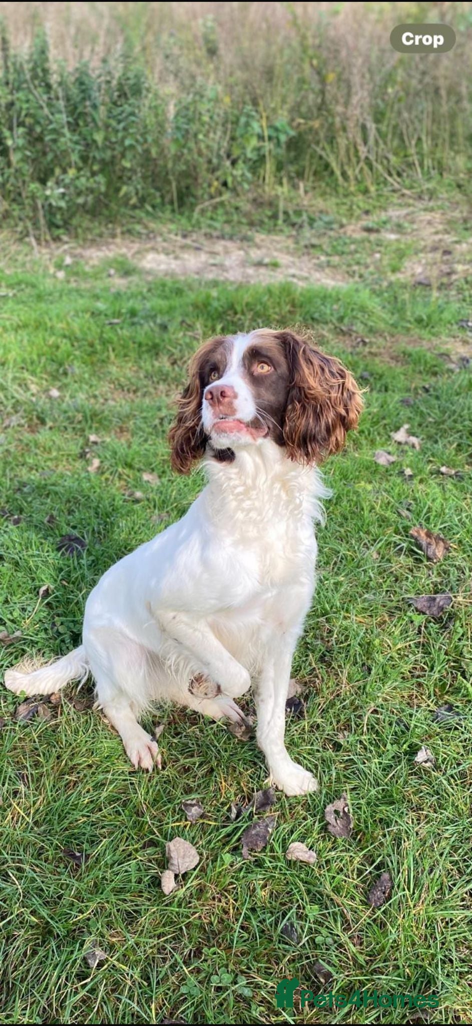English Springer Spaniel dogs English Springer Spaniel Puppies - Advert 1
