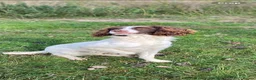 English Springer Spaniel dogs for sale: English Springer Spaniel Puppies - Advert 1