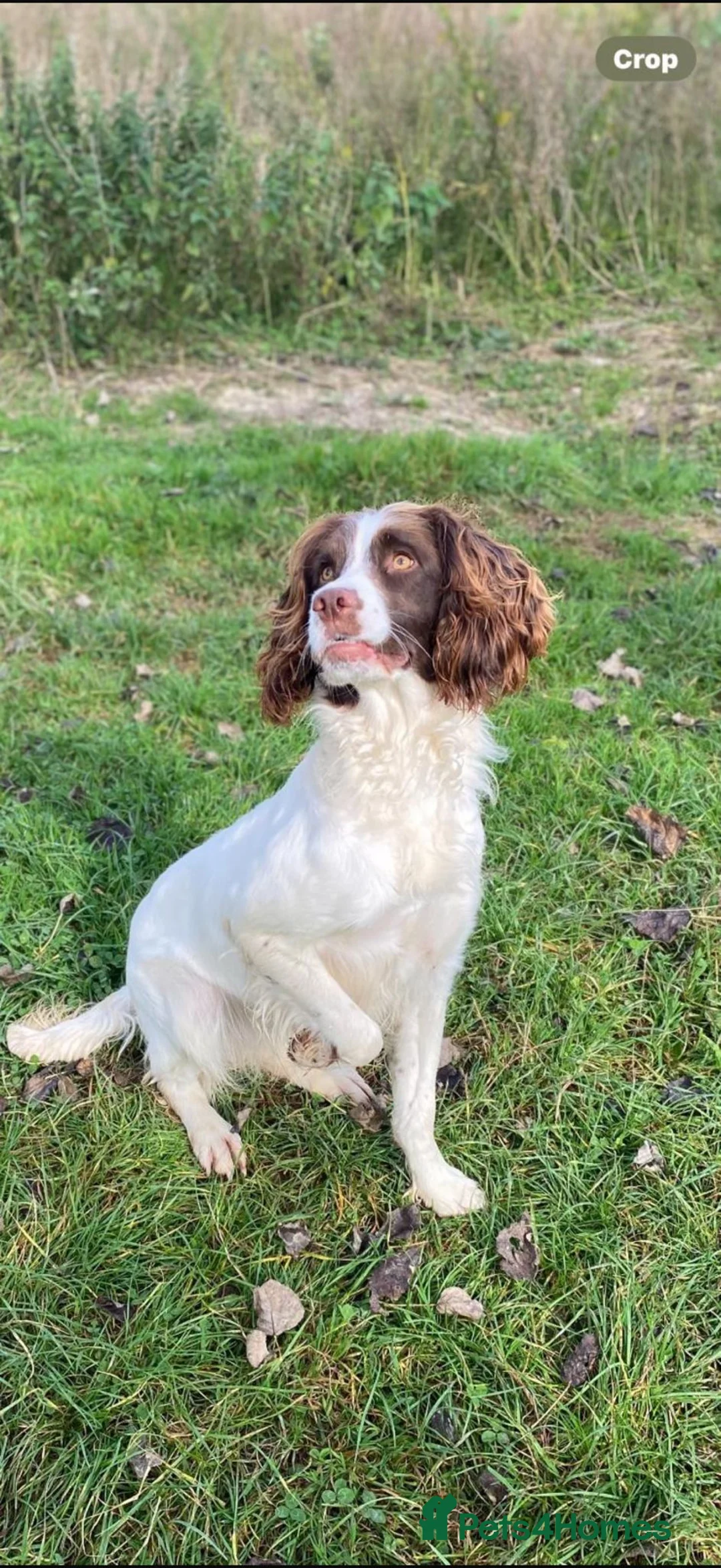 English Springer Spaniel dogs for sale: English Springer Spaniel Puppies - Advert 1