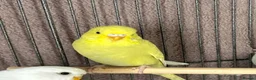 Budgerigars birds for sale: Baby budgies and baby finches  - Advert 2