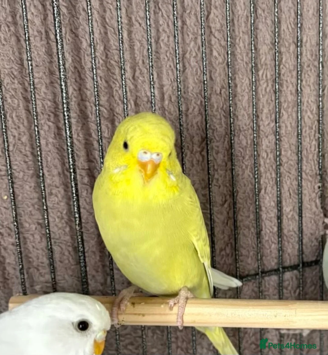 Budgerigars birds for sale: Baby budgies and baby finches  - Advert 2
