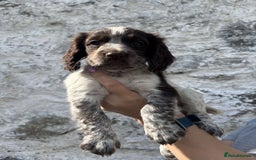 Cocker Spaniel dogs for sale: Cocker spaniel pups - Image 4