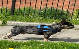 French Bulldog dogs for sale: French bulldog kc registered  - Image 5