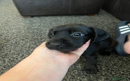 Mixed Breed dogs for sale: Docker Puppies For Sale🐶 - Image 5