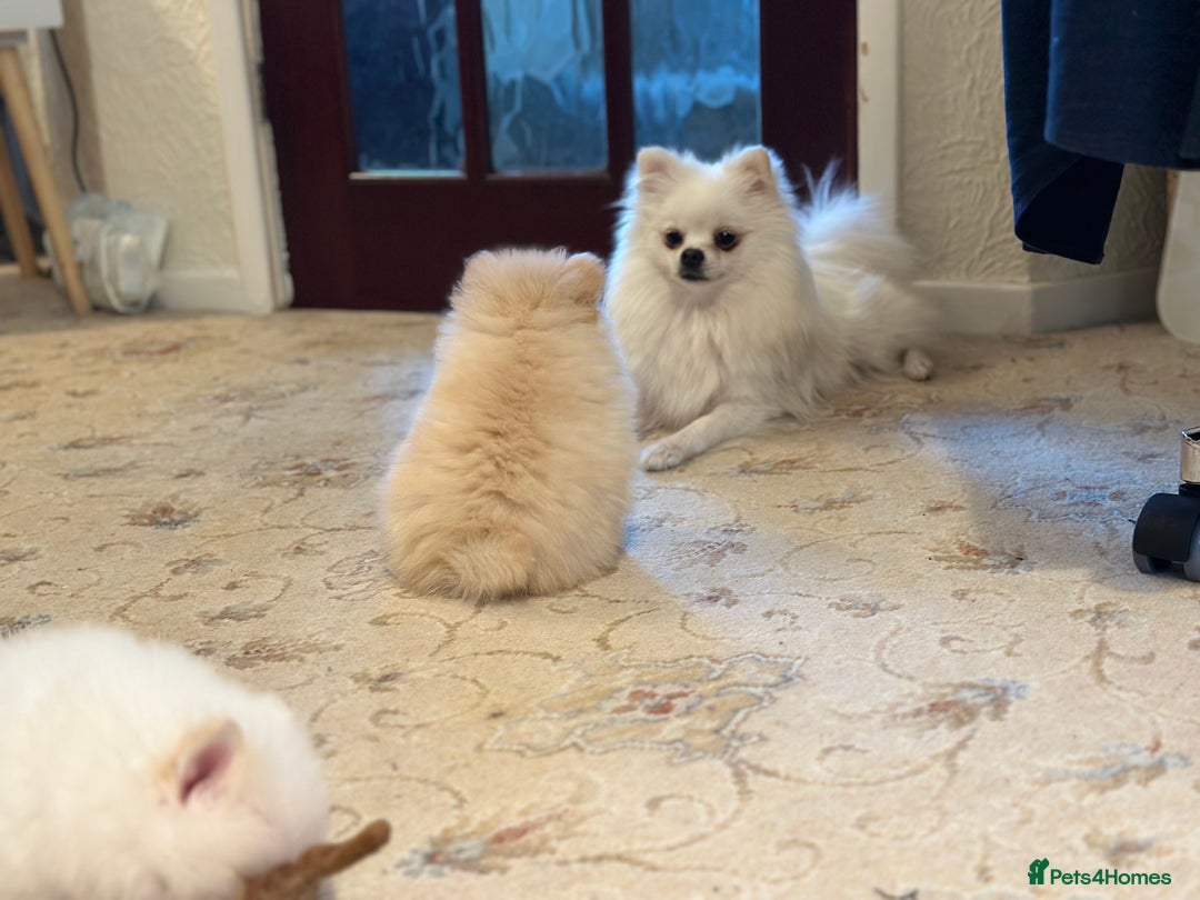 Pomeranian dogs for sale: Tiny Pomeranian Girls – Champion Bloodlines - Image 18