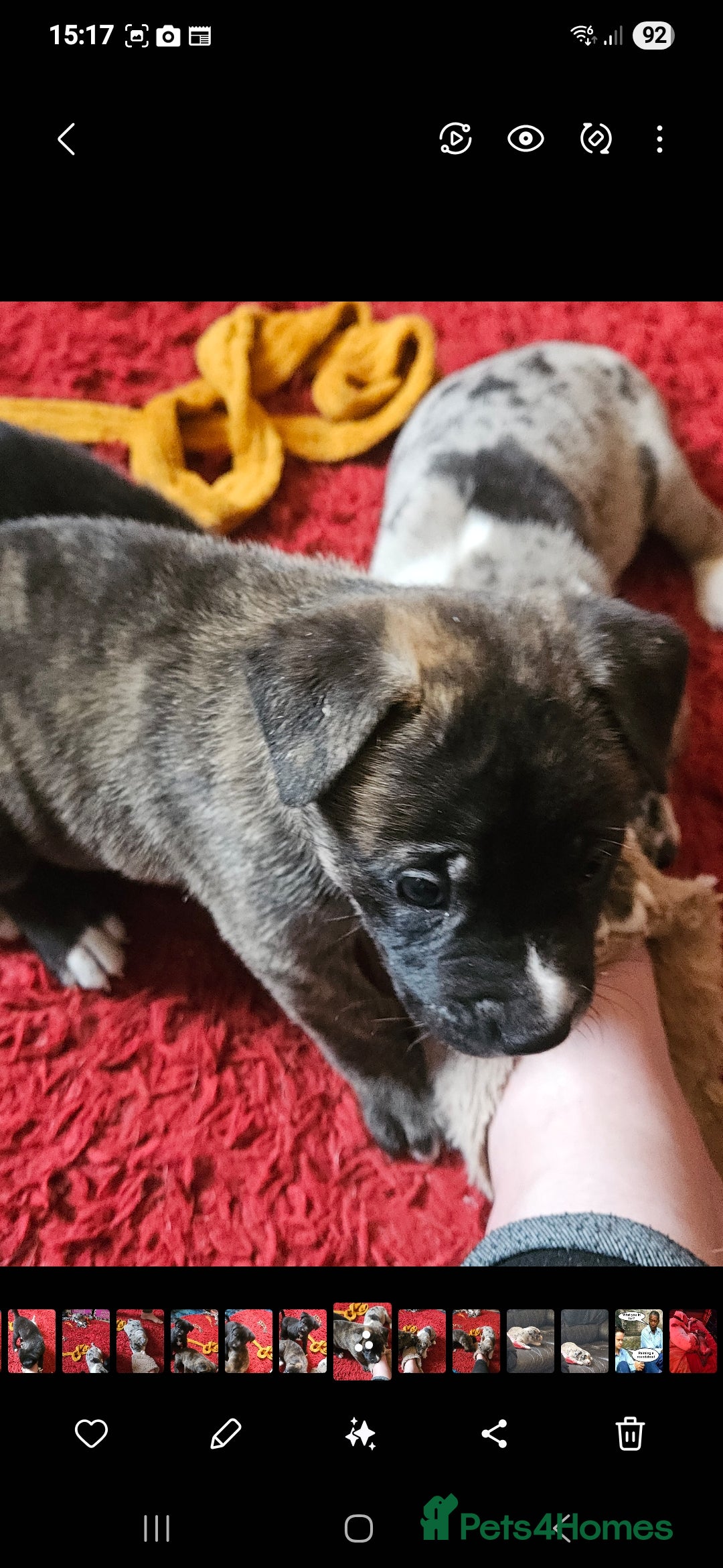 Mixed Breed dogs for sale: alapaha bull dog x  akita  - Image 12