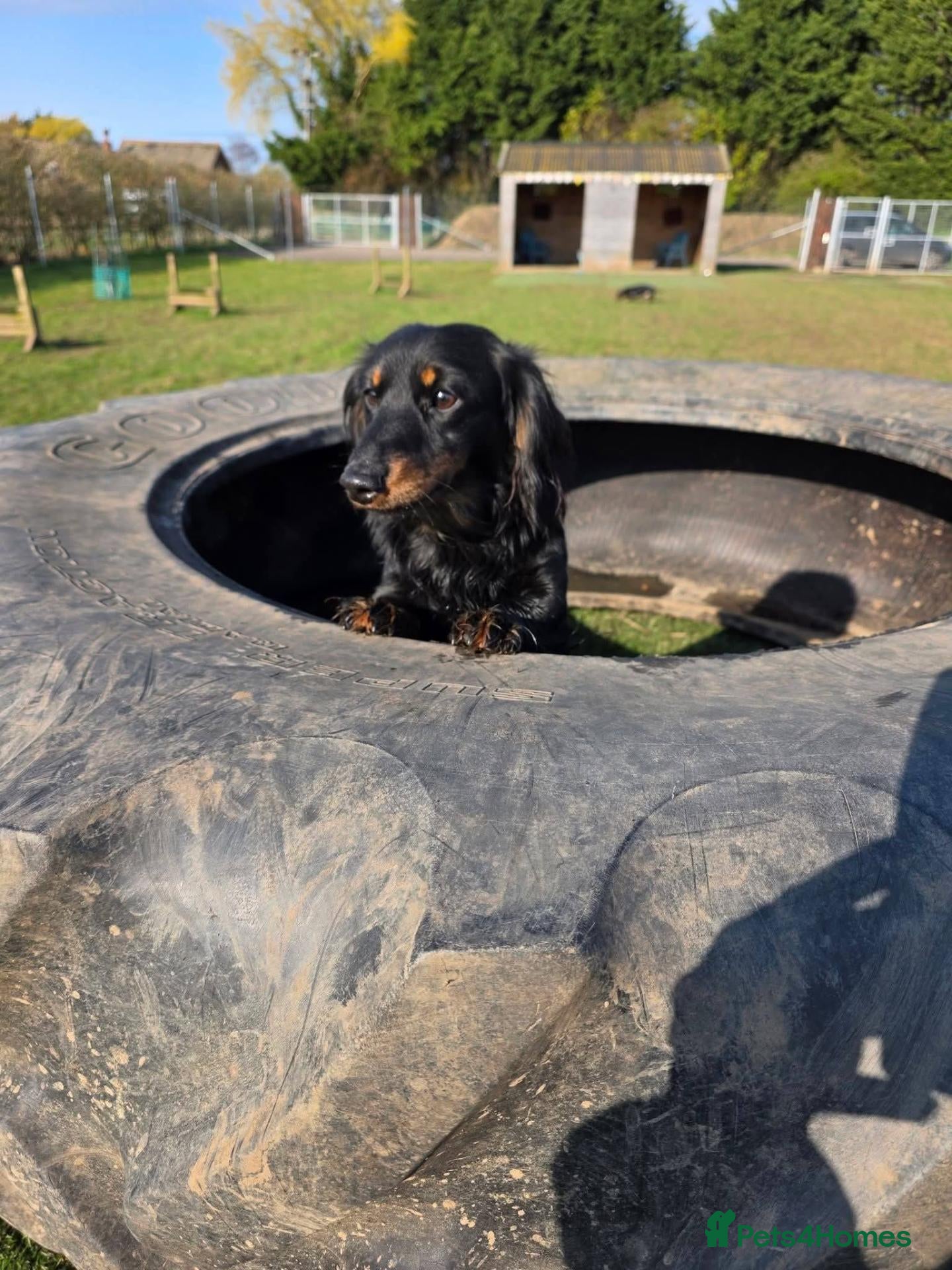 Miniature Dachshund dogs 2 Year Old Miniature Dachshund - Advert 1