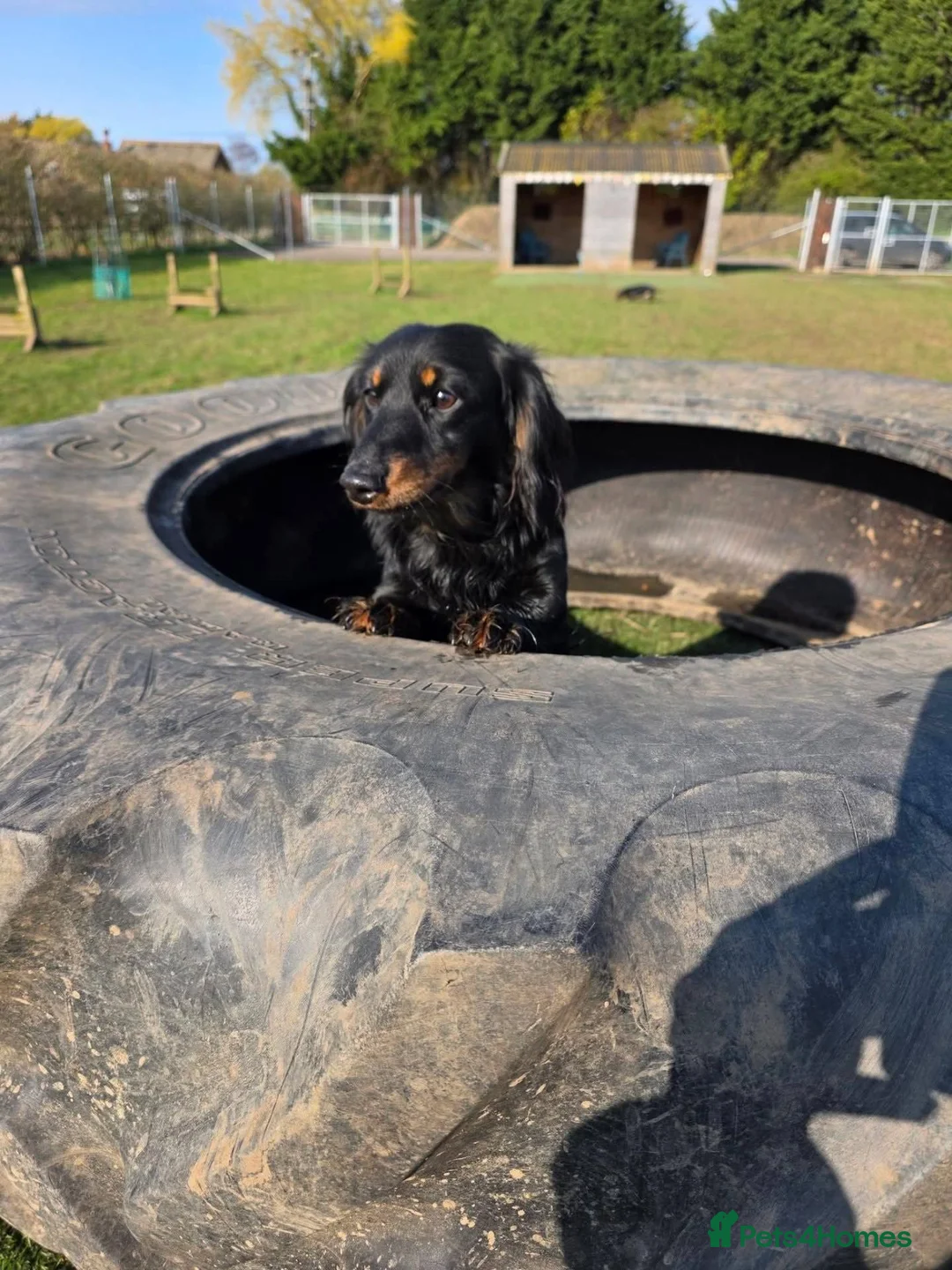 Miniature Dachshund dogs for sale: 2 Year Old Miniature Dachshund - Advert 1