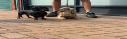Miniature Dachshund dogs for stud: Oreo chocolate & tan dapple long haired  - Advert 15