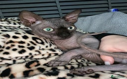 Sphynx cats for stud: Tica Registered Canadian Sphynx in Hull - Image 16