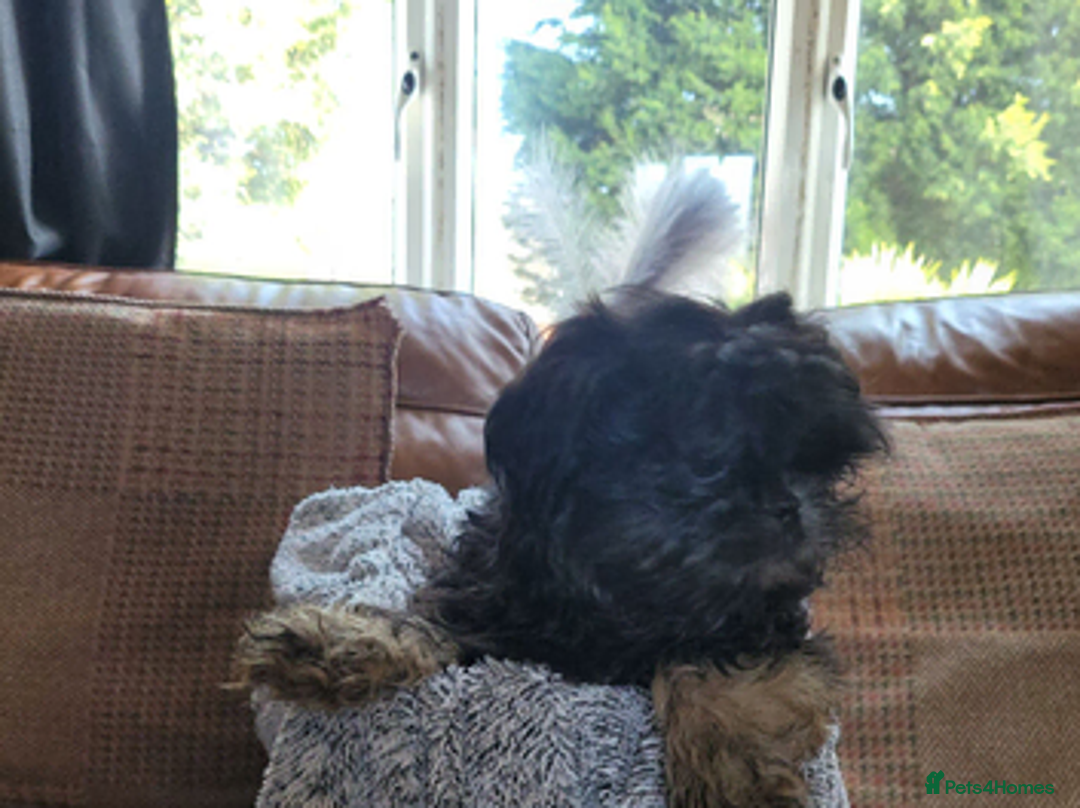 Shih Tzu dogs for sale: Imperial shih tzu puppies - Advert 8