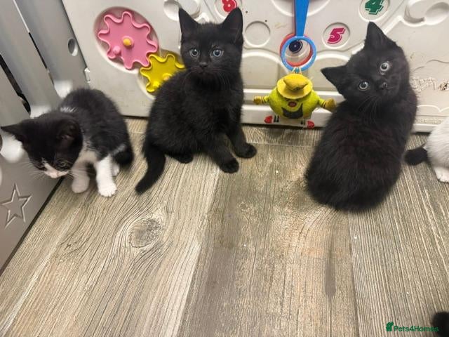 Domestic Shorthair cats Stunning kittens availble - Advert 15